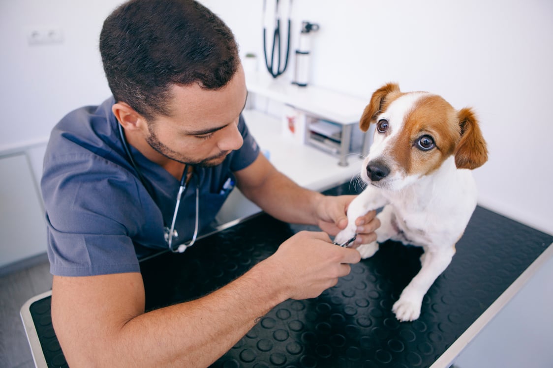 Veterinarian Trimming a Dog Nail with Medical Scissors