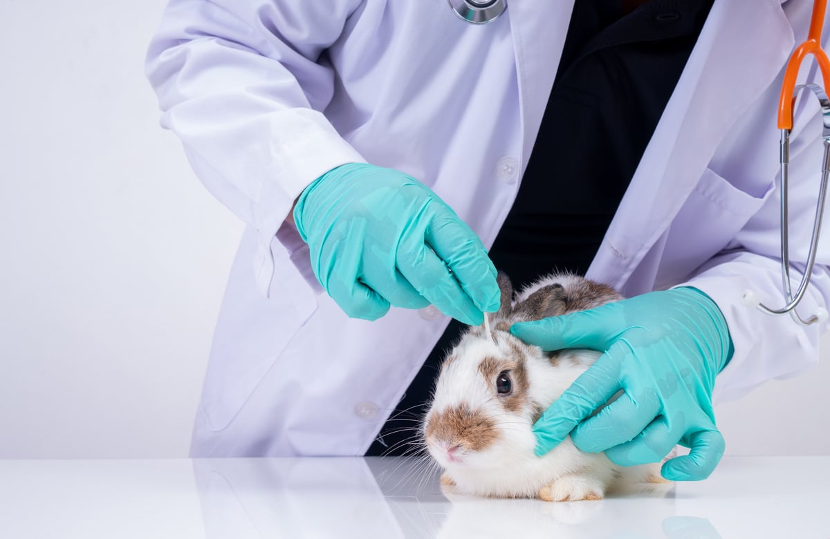 Veterinarians use cotton swabs to check the fluffy rabbit ey