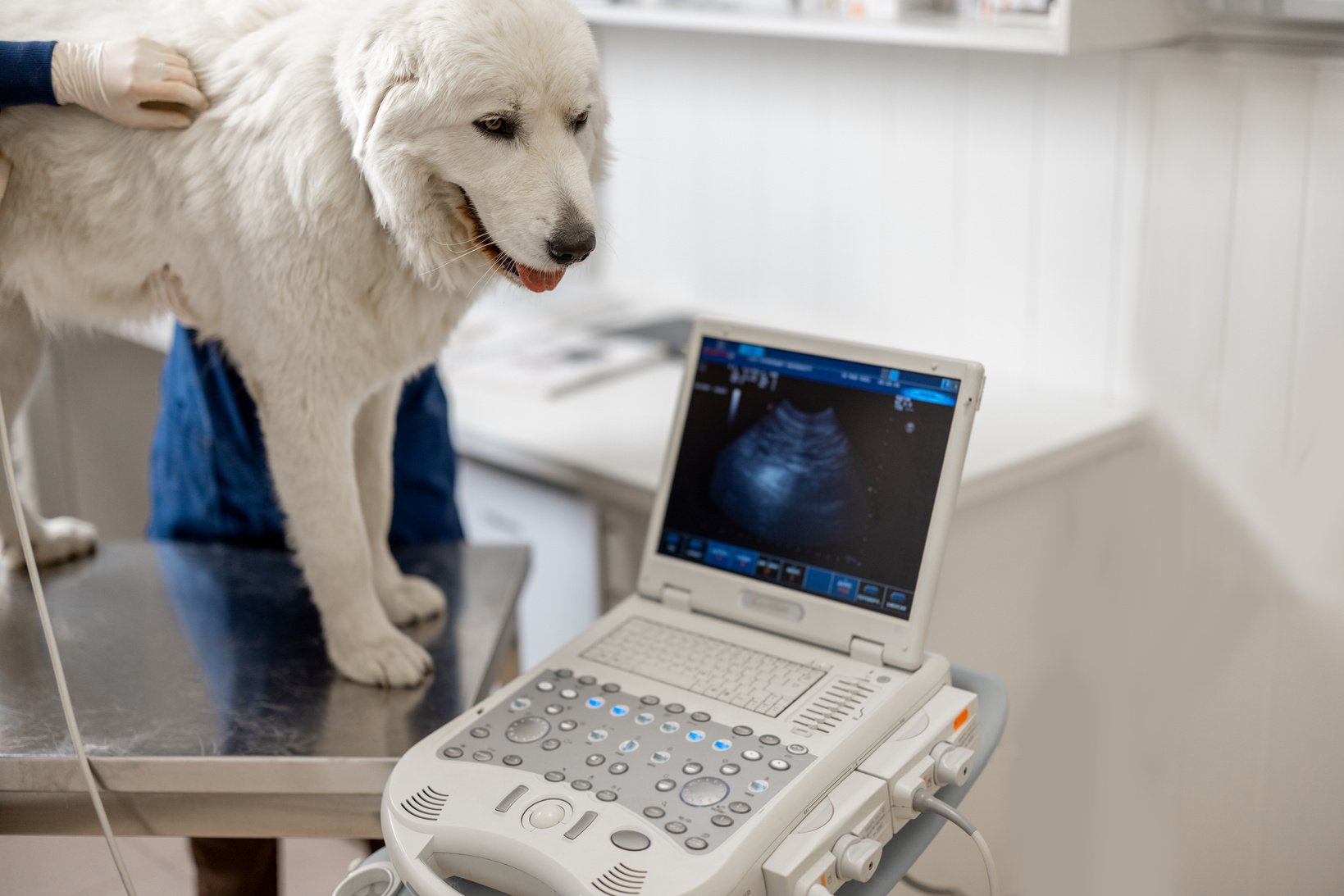 Veterinarian Examining a Dog Using Ultrasound