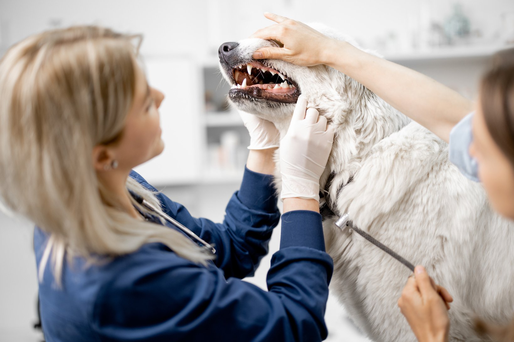 Veterinarian Inspecting a Dog's Teeth